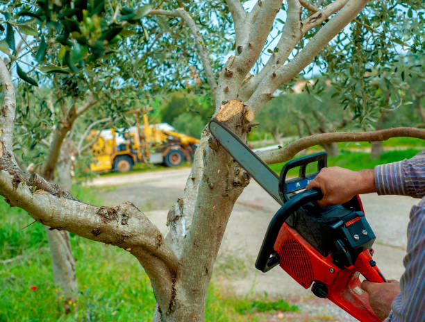 Tree Root Removal in Hampton Beach, NH